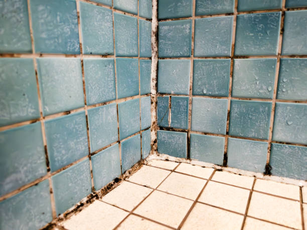 Professional Mold Removal in La Verne, CA