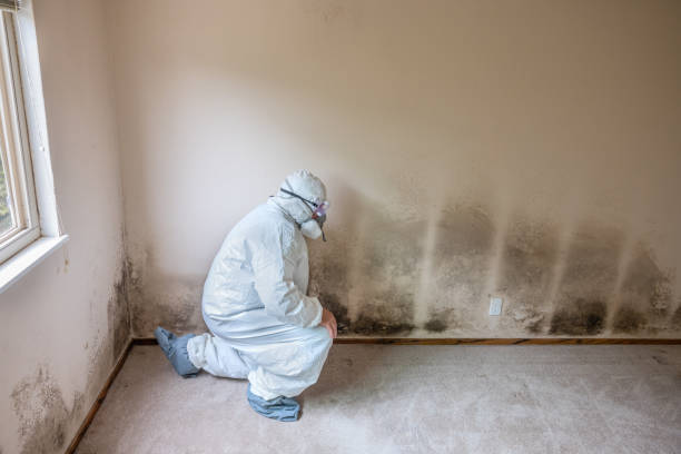 Best Asbestos and Lead Testing During Mold Inspection  in La Verne, CA